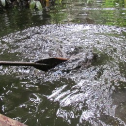 *Oil spill impacted stream in the Niger Delta.