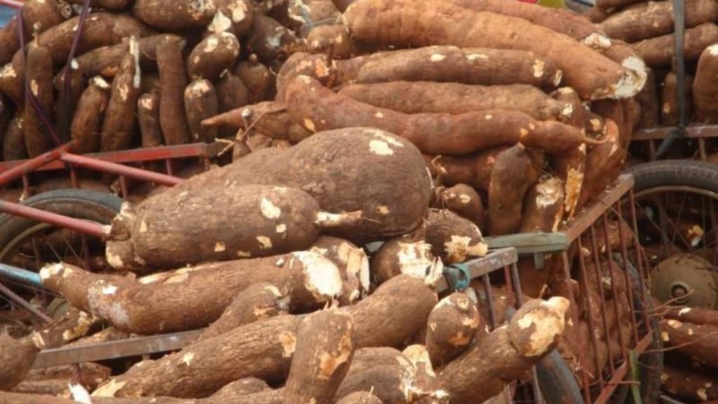 Rivers Spdc Set To Commission Cassava Processing Plant 1630