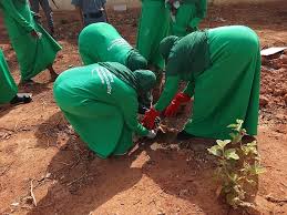 Kebbi gets 1,000 new trees in anti-desertification push